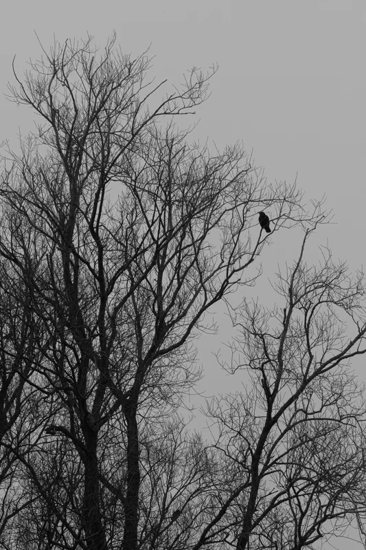 Bare tree branches in black and white, with a bird perched near the top