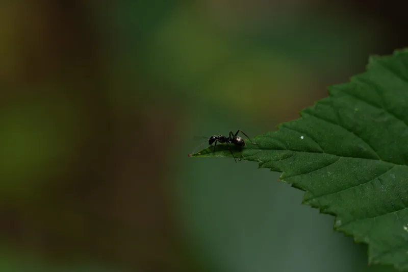 A small insect near the edge of a green leaf