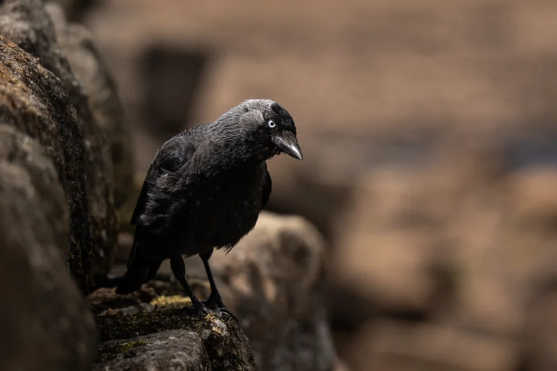 A dark bird perched beside a tree trunk