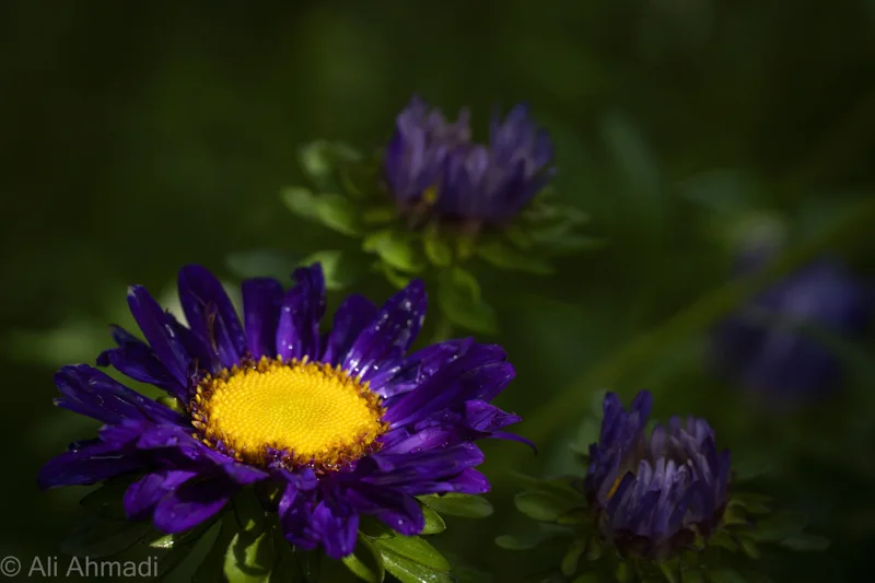 Purple flowers with bright yellow centres