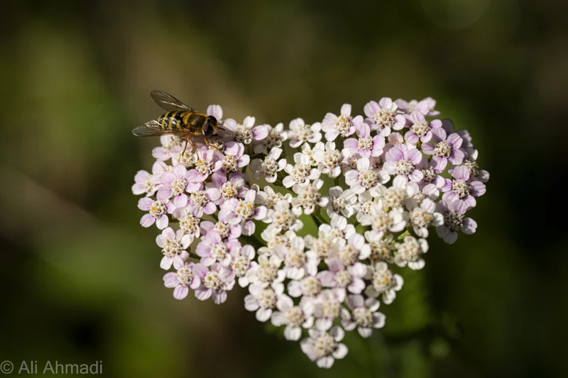 A cluster of tiny pale flowers against a dark green background